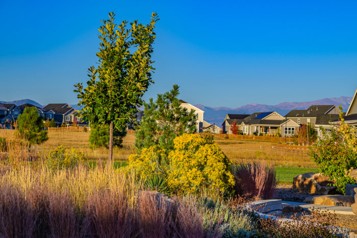 Trees in Colliers Hill